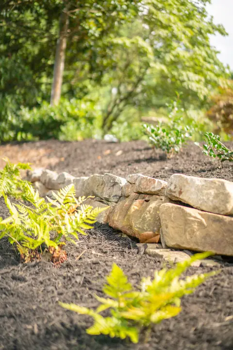 Low fieldstone border along a freshly mulched planting bed with ferns and young shrubs