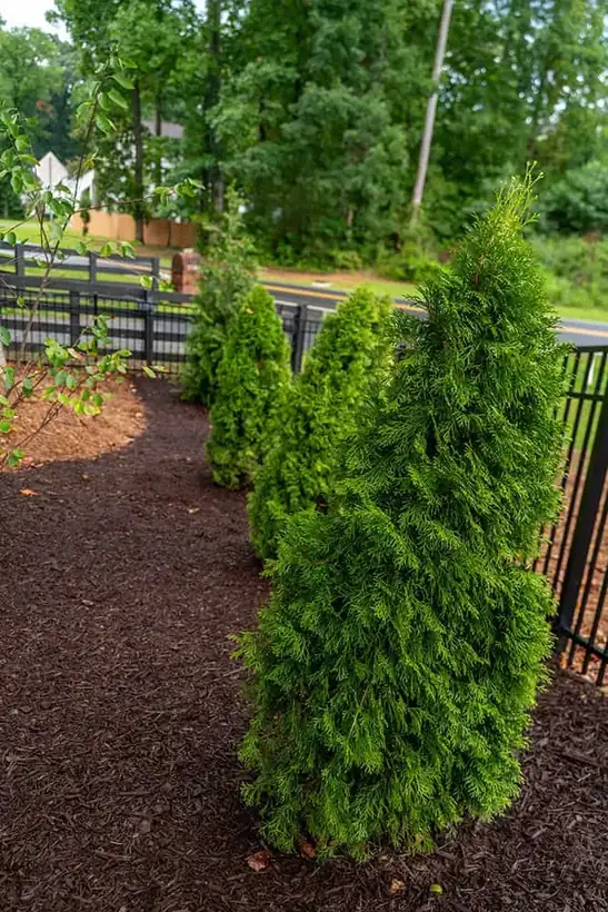 Row of arborvitae along a black fence in fresh mulch
